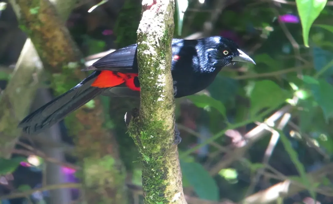 File:Hypopyrrhus pyrohypogaster Cacique candela Red-bellied Grackle (10379615416).jpg