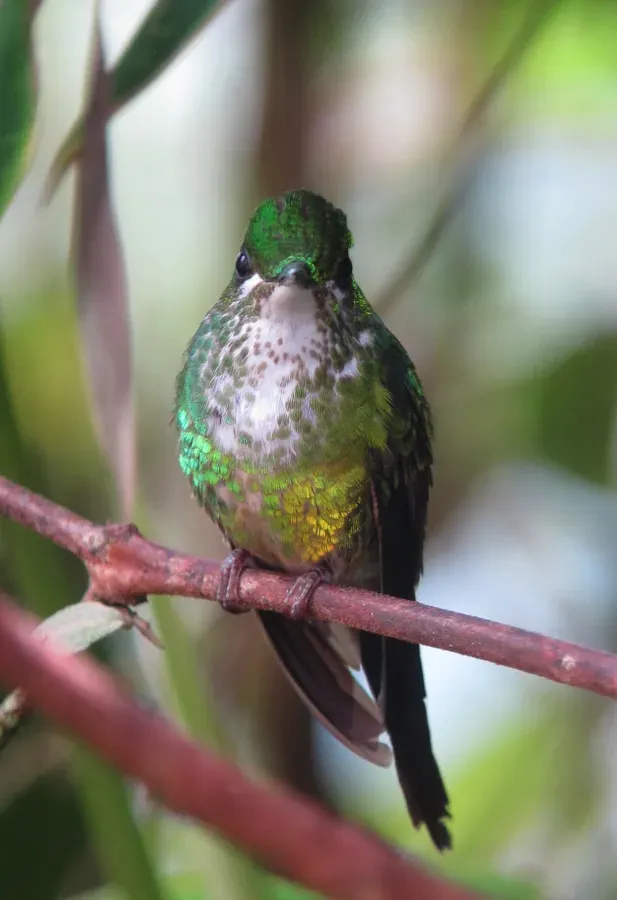 File:Heliodoxa imperatrix Diamante emperador Empress Brilliant (10347980924).jpg