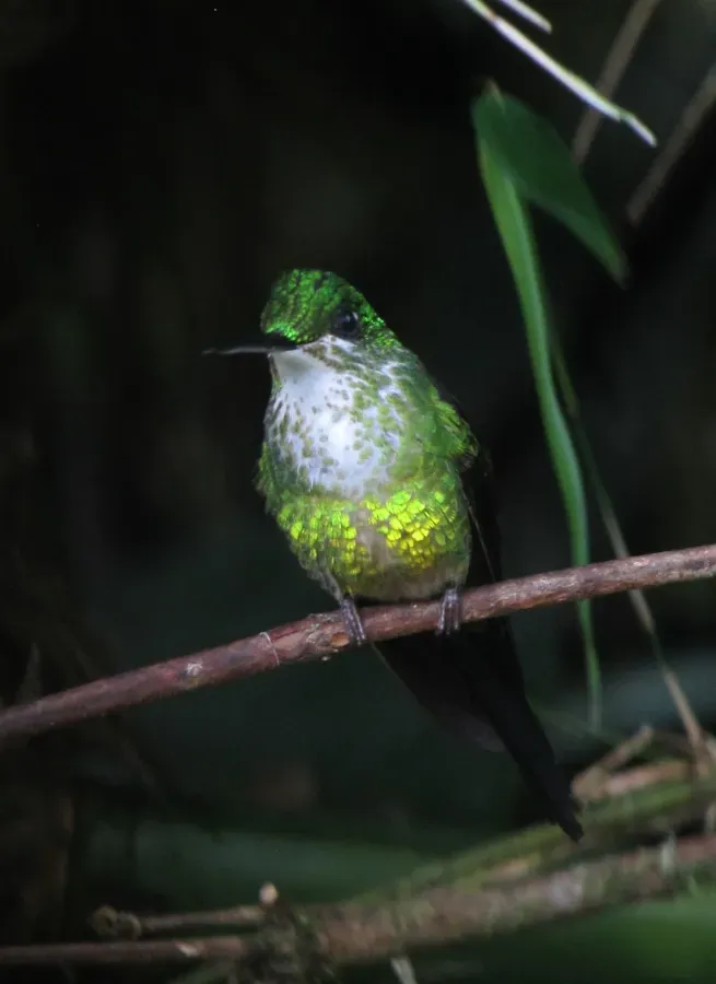 File:Heliodoxa imperatrix Diamante emperador Empress Brilliant (10347907045).jpg