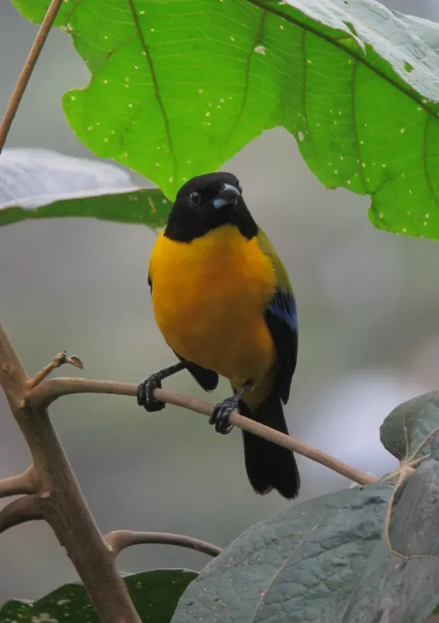 File:Anisognathus notabilis Tangara del Pacífico Black-chinned Mountain-Tanager (10300914786).jpg