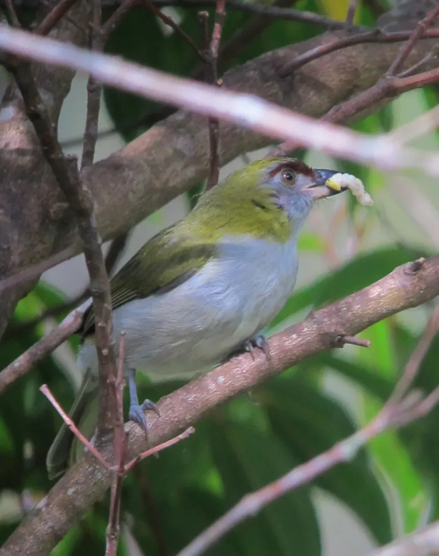 File:Cyclarhis nigrirostris Verderón piquinegro Black-billed Peppershrike (10276658983).jpg