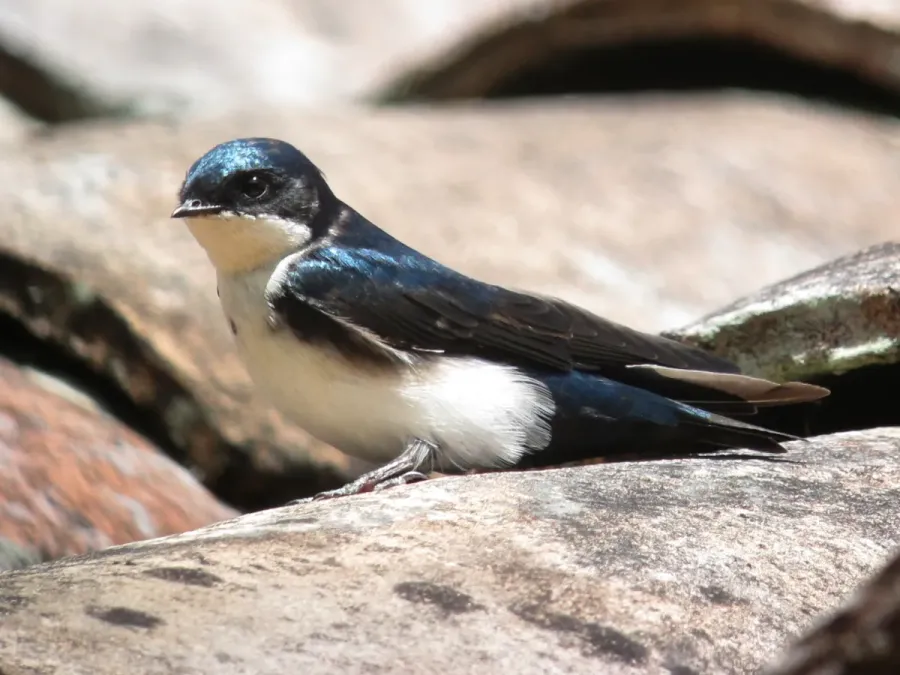 File:Pygochelidon cyanoleuca Golondrina blanquiazul Blue-and-White Swallow (10198806774).jpg