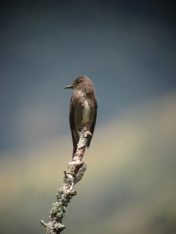 File:Contopus cooperi Pibí boreal Olive-sided Flycatcher (10087296424).jpg