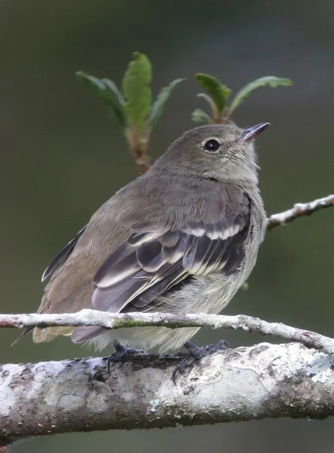 File:Elaenia frantzii Elaenia montañera Mountain Elaenia (9650844828).jpg