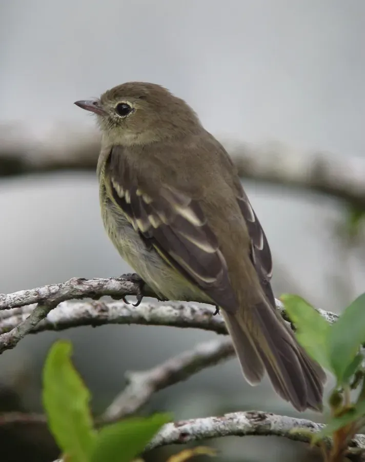 File:Elaenia frantzii Elaenia montañera Mountain Elaenia (9488638971).jpg