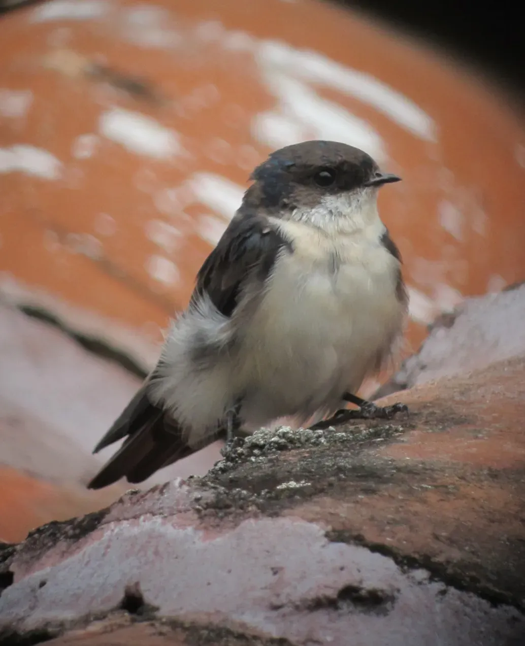 File:Pygochelidon cyanoleuca Golondrina blanquiazul Blue-and-White Swallow (9157068439).jpg