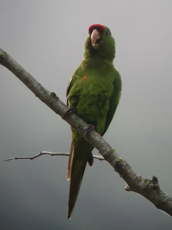 File:Psittacara wagleri Perico frentirrojo Scarlet-fronted Parakeet (9153231183).jpg
