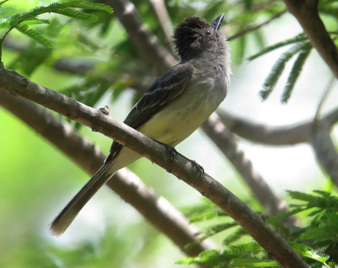 File:Myiarchus apicalis Atrapamoscas apical Apical Flycatcher (9147799172).jpg