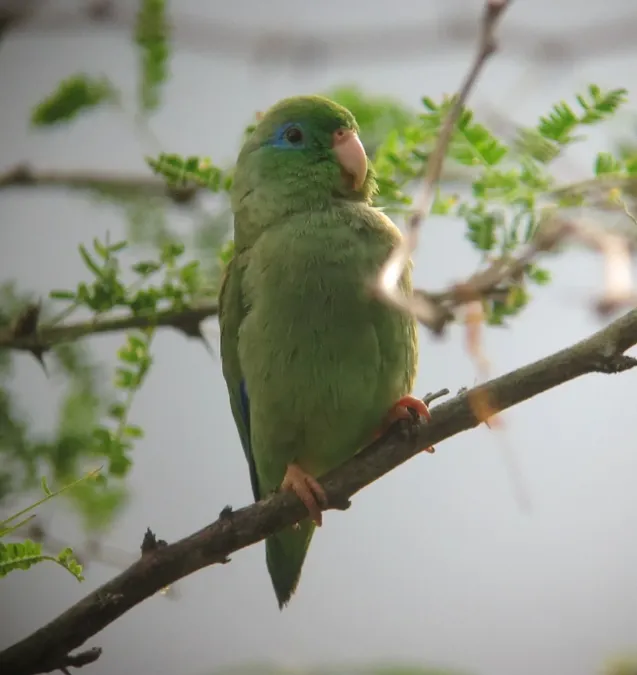 File:Forpus conspicillatus Periquito de anteojos Spectacled Parrotlet (9121826812).jpg