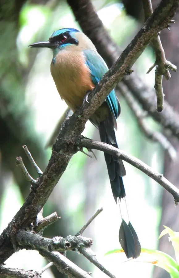 File:Momotus subrufescens Barranquero ferina Whooping Motmot (9117963892).jpg