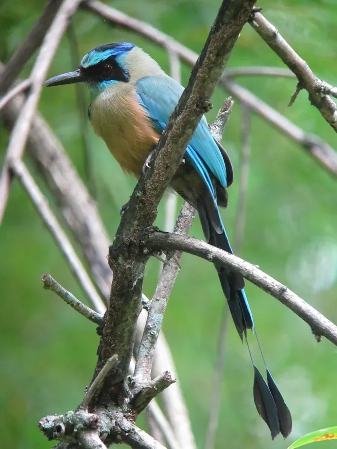 File:Momotus subrufescens Barranquero ferina Whooping Motmot (9117933418).jpg