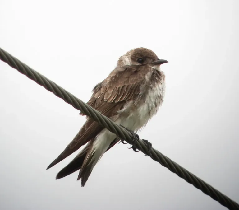 File:Progne tapera Golondrina sabanera Brown-chested Martin (9108067223).jpg
