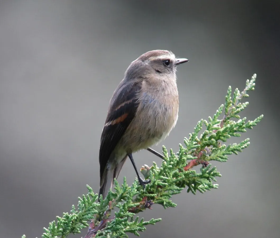 File:Ochthoeca fumicolor Pitajo ahumado Brown-backed Chat-Tyrant (9088676216).jpg