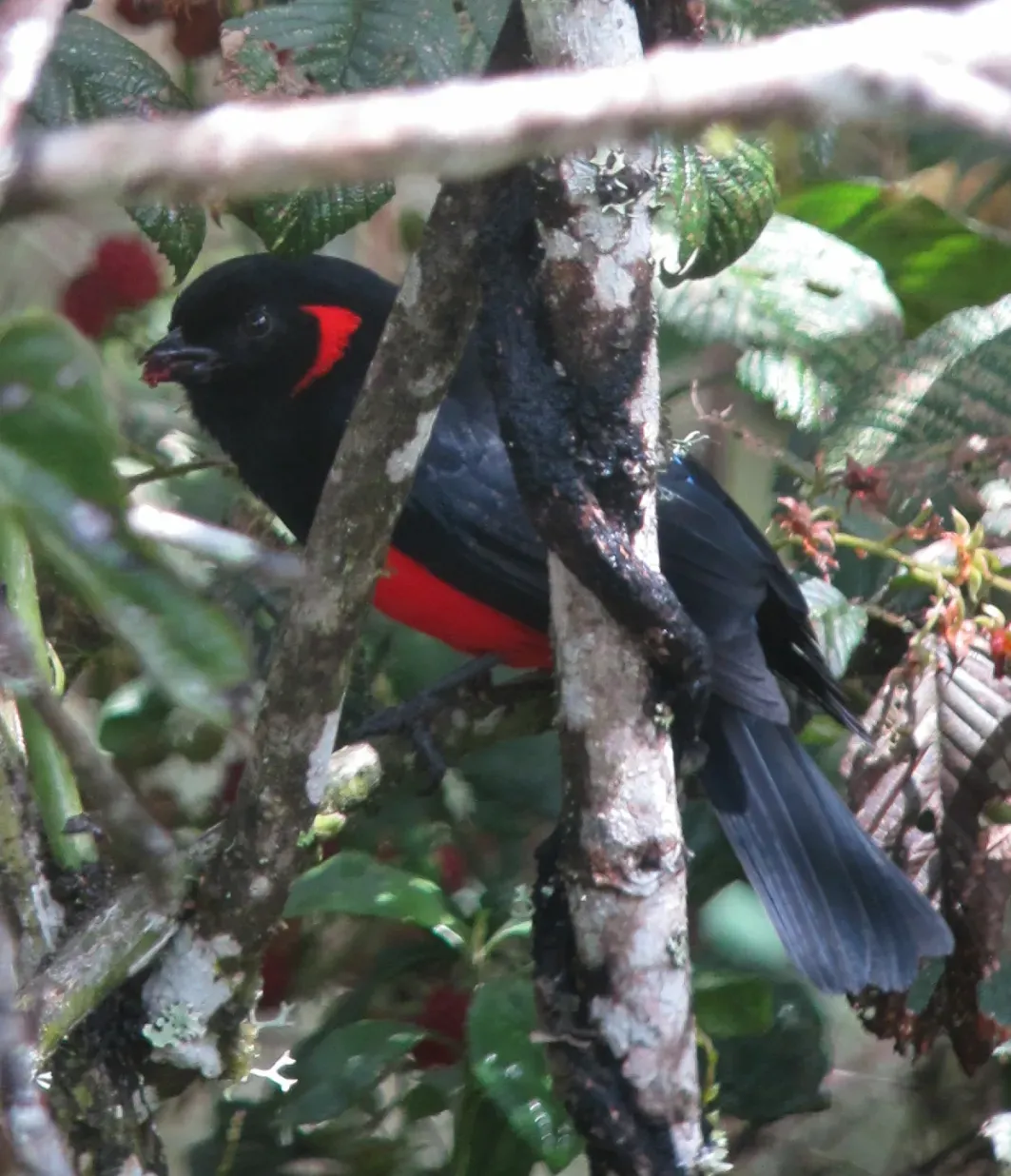 File:Anisognathus igniventris Tangara escarlata Scarlet-bellied Mountain-Tanager (9077987475).jpg
