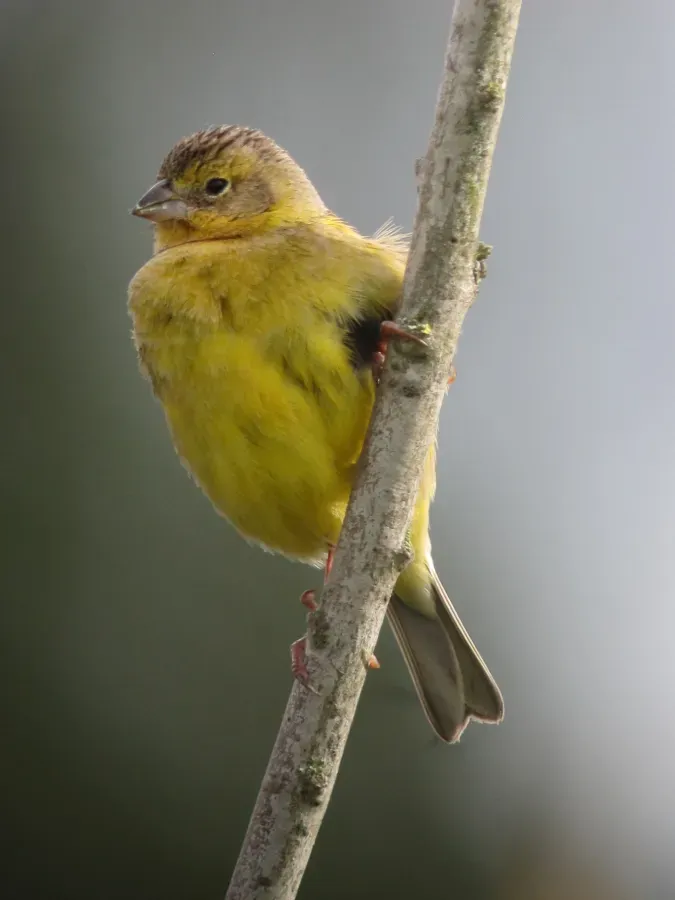 File:Sicalis luteola Canario sabanero Grassland Yellow-Finch (9076881677).jpg