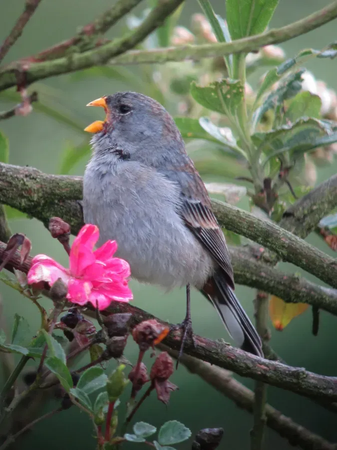 File:Catamenia analis Semillero coliblanco Band-tailed Seedeater (9069462493).jpg