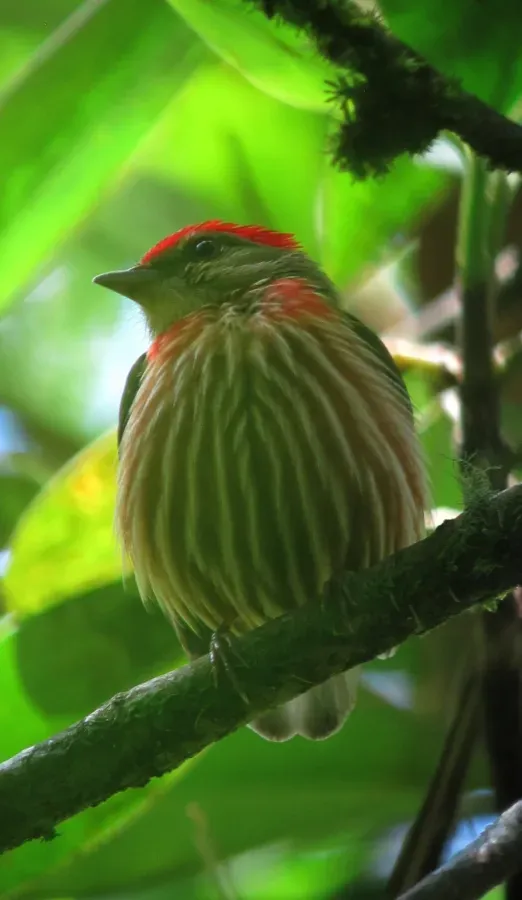 File:Machaeropterus regulus Saltarín rayado Striped Manakin (male) (9052106577).jpg
