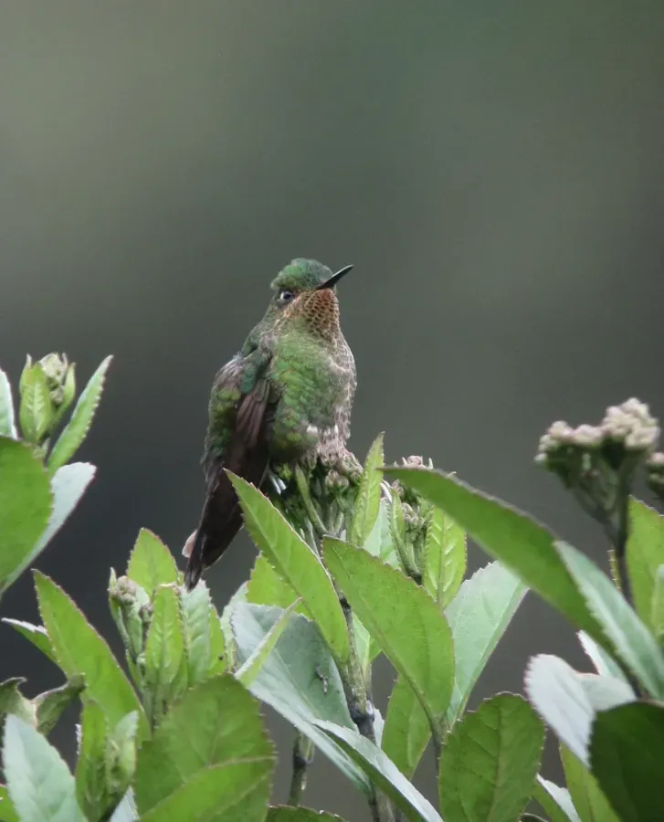 File:Metallura williami Metalura verde Viridian Metaltail (9053645242).jpg