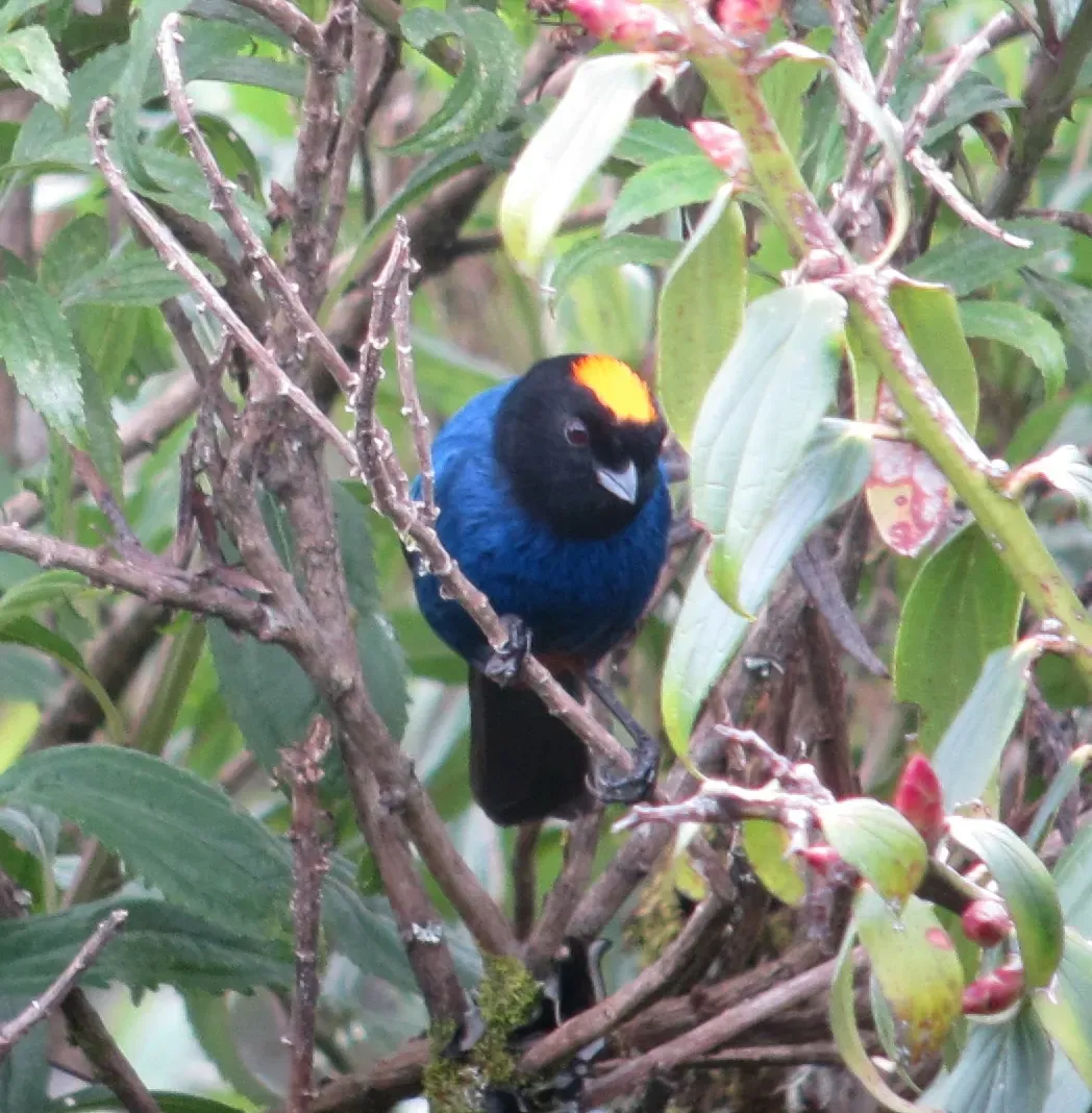 File:Iridosornis rufivertex Musguerito paramuno Golden-crowned Tanager (9051168695).jpg