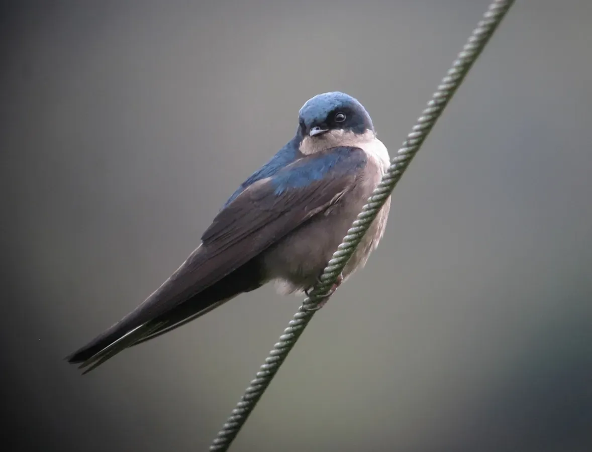 File:Orochelidon murina Golondrina plomiza Brown-bellied Swallow (9043821286).jpg