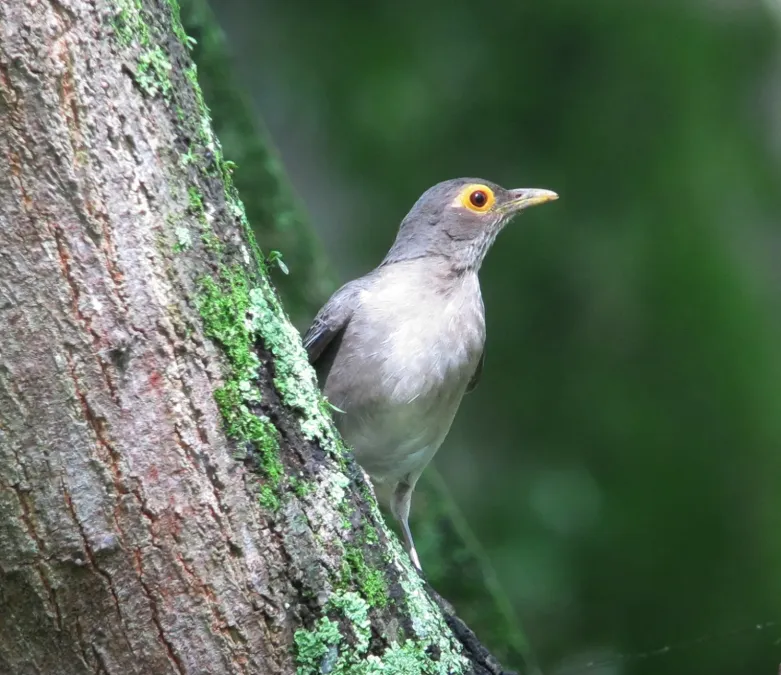 File:Turdus nudigenis Mirla caripelada Spectacled Thrush (9011441102).jpg