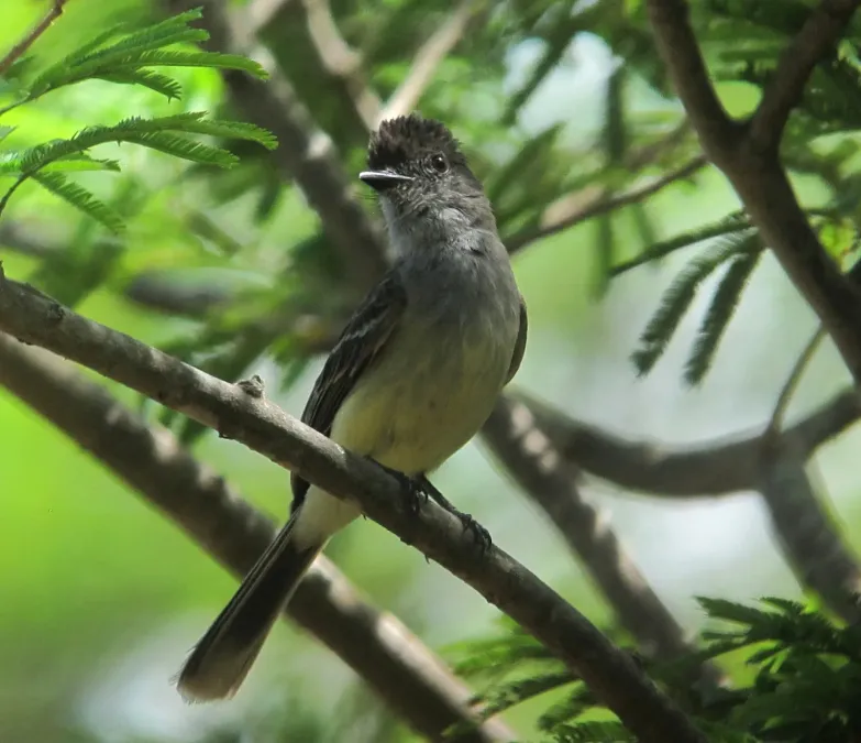 File:Myiarchus apicalis Atrapamoscas apical Apical Flycatcher (9010228133).jpg