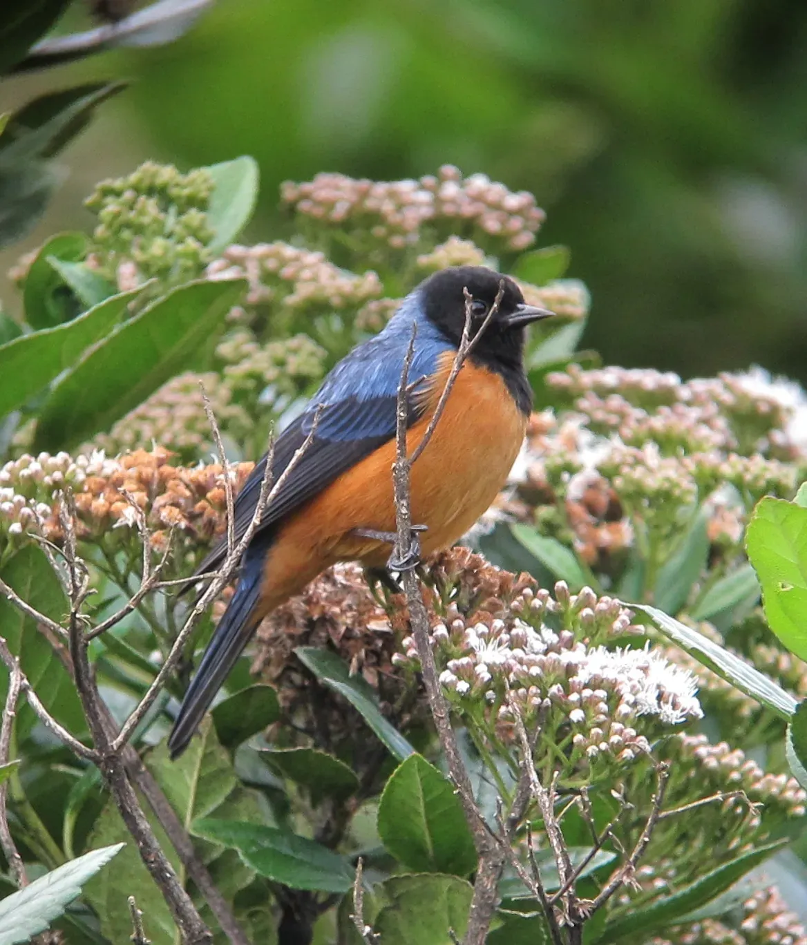 File:Conirostrum sitticolor Conirrostro encapuchado Blue-backed Conebill (8949603605).jpg