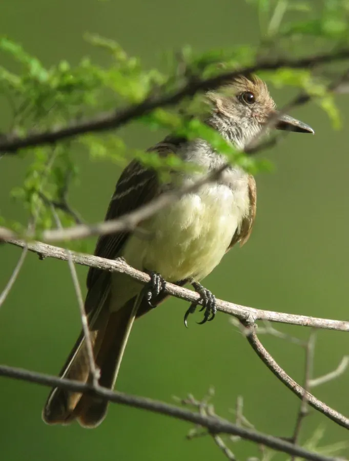 File:Myiarchus tyrannulus Atrapamoscas crestipardo Brown-crested Flycatcher (8942160760).jpg