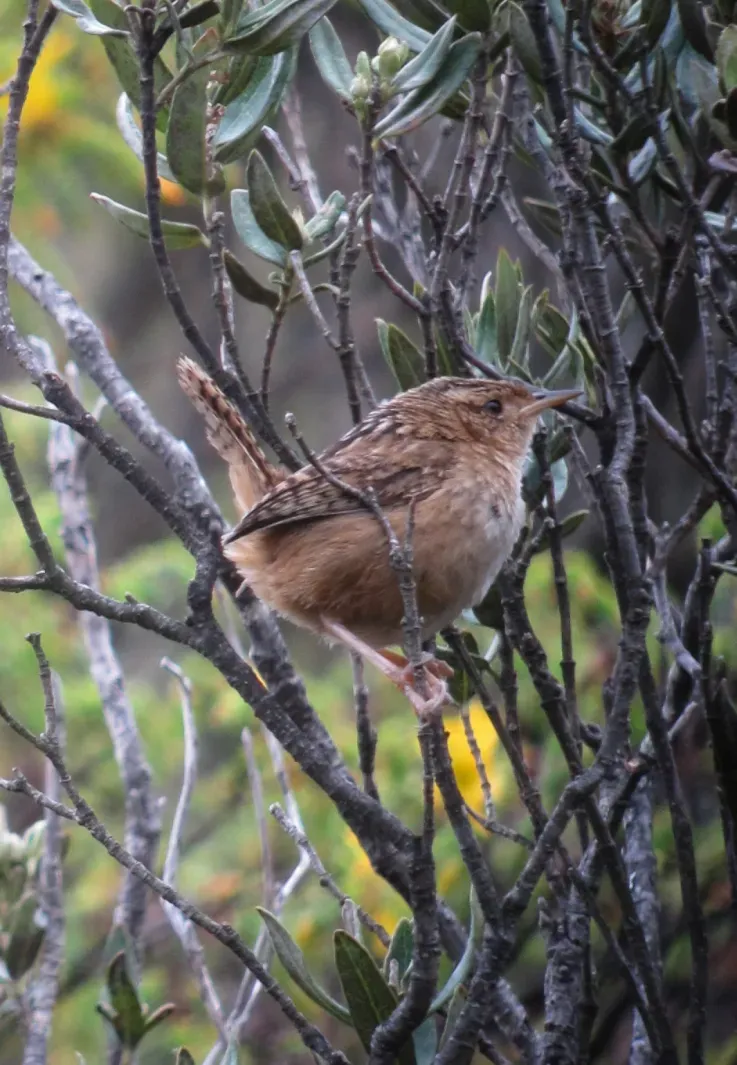 File:Cistothorus platensis Cucarachero paramuno Grass Wren (8940956367).jpg