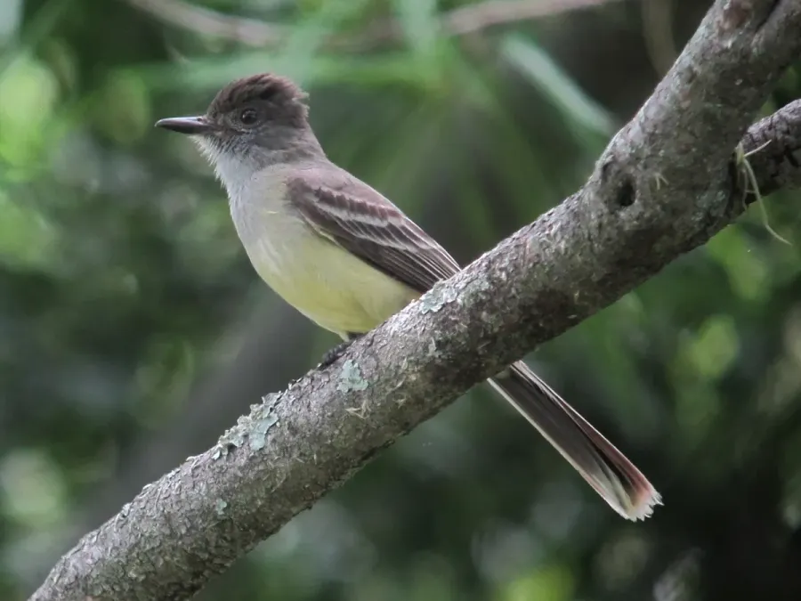 File:Myiarchus apicalis Atrapamoscas apical Apical Flycatcher (8937699247).jpg