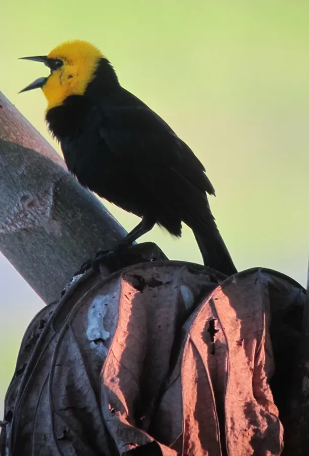 File:Chrysomus icterocephalus Monjita cabeciamarilla Yellow-hooded Blackbird (8936287326).jpg