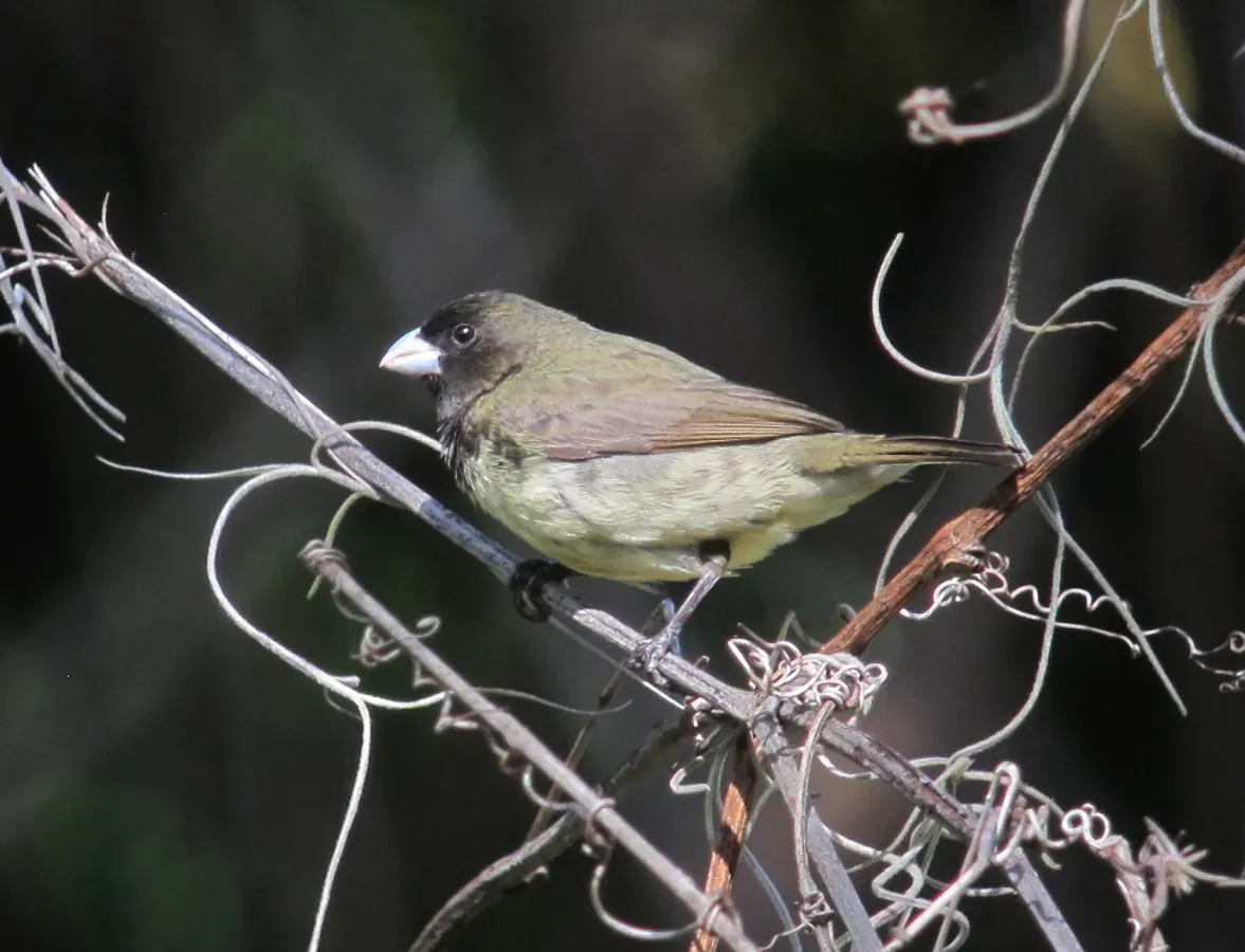 File:Sporophila nigricollis Espiguero capuchino Yellow-bellied Seedeater (8935610705).jpg