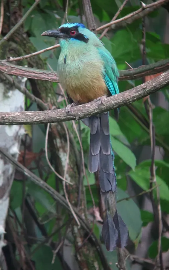 File:Momotus subrufescens Barranquero ferina Whooping Motmot (8883768115).jpg