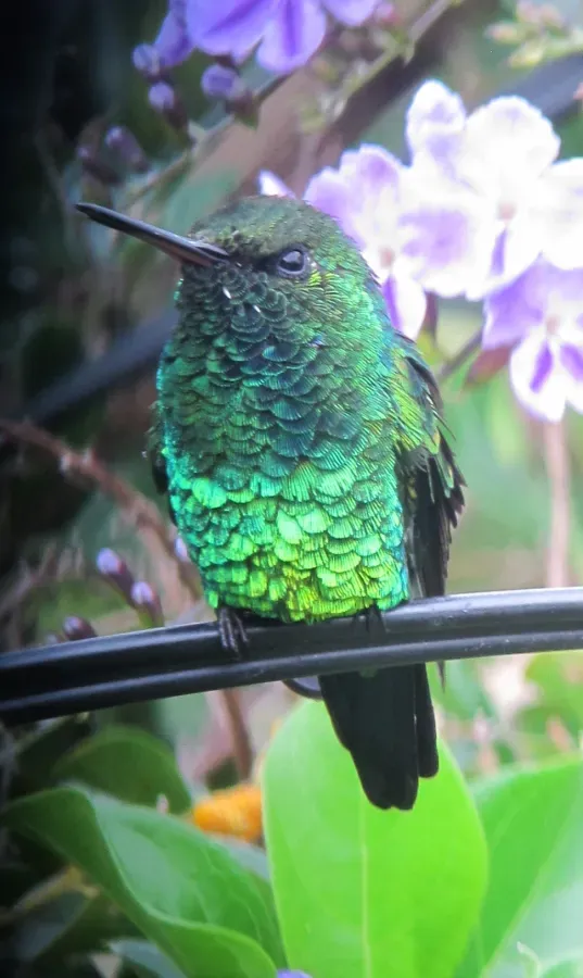 File:Chlorostilbon gibsoni Esmeralda piquirroja Red-billed Emerald (8883431363).jpg