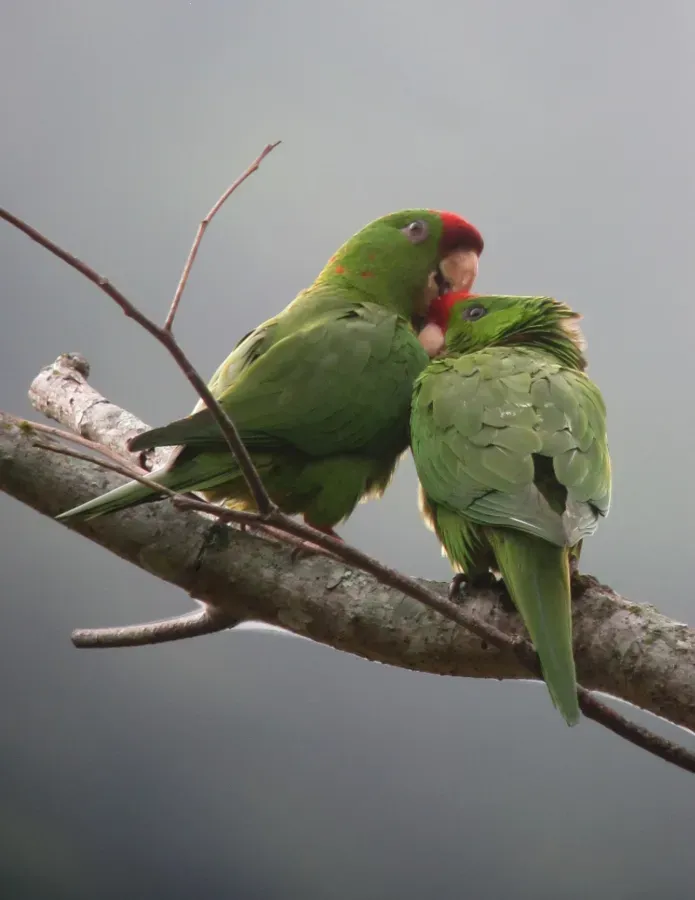 File:Psittacara wagleri Perico frentirrojo Scarlet-fronted Parakeet (8856837365).jpg