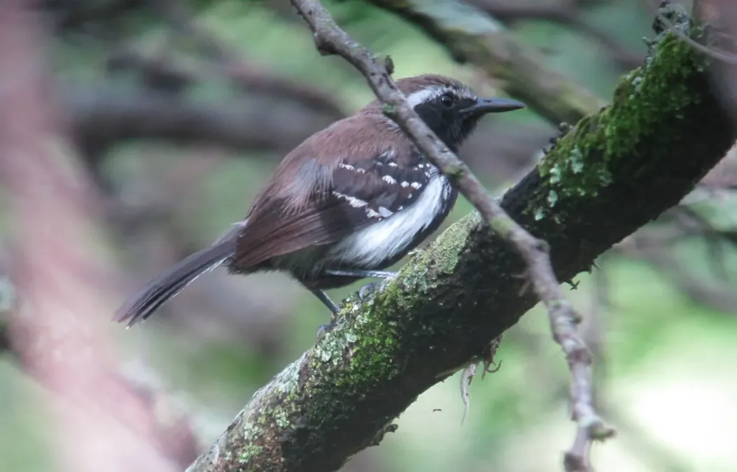 File:Formicivora grisea Hormiguerito pechinegro White-fringed Antwren (8819579574).jpg