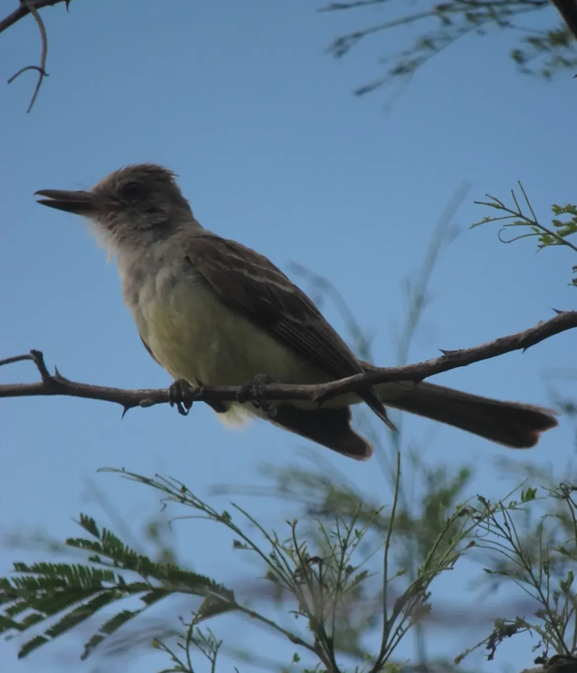 File:Myiarchus tyrannulus Atrapamoscas crestipardo Brown-crested Flycatcher (8819386258).jpg