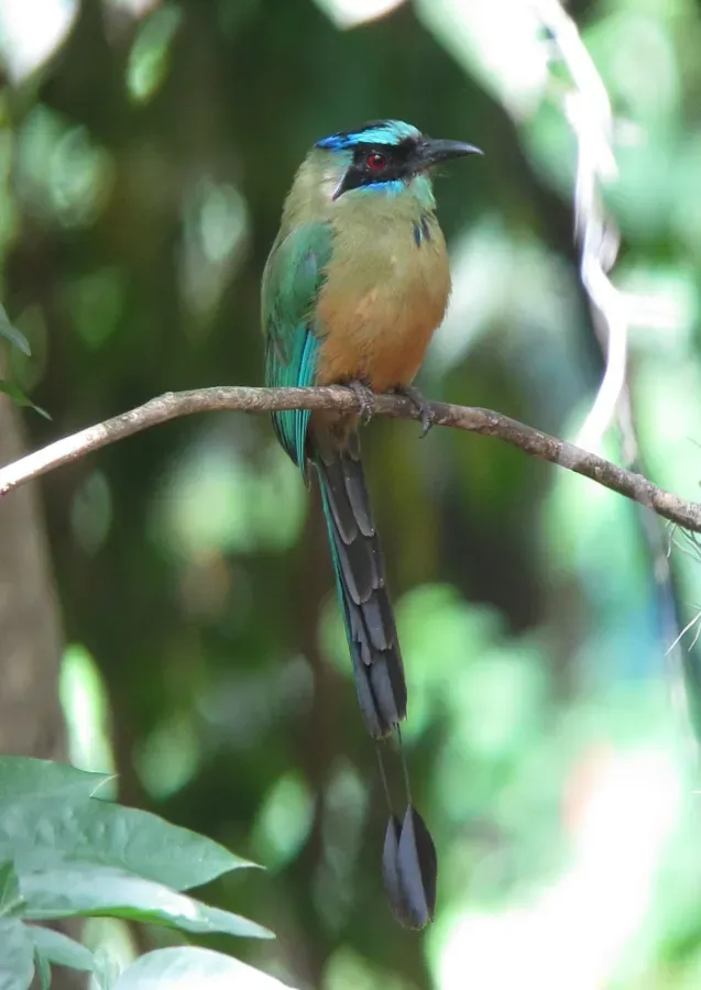 File:Momotus subrufescens Barranquero ferina Whooping Motmot (8819387510).jpg