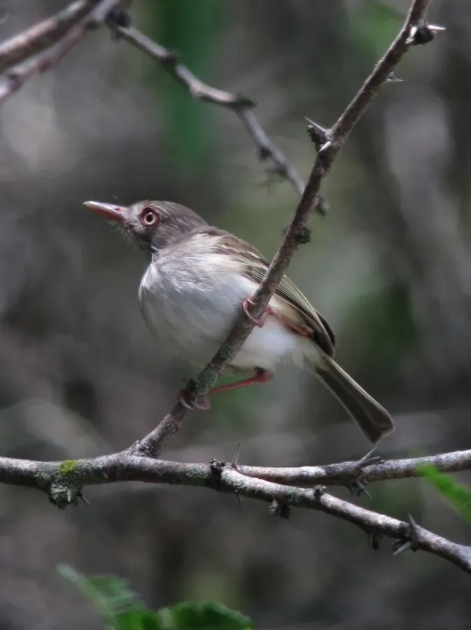 File:Atalotriccus pilaris Tiranuelo ojiamarillo Pale-eyed Pygmy-Tyrant (8808687615).jpg