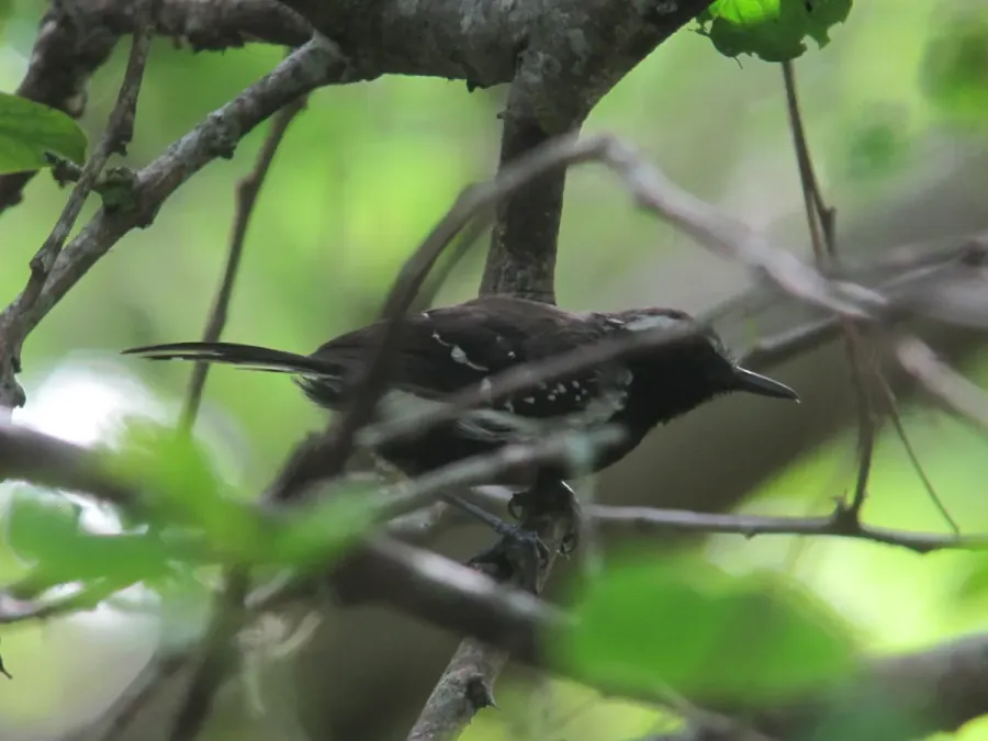 File:Formicivora grisea Hormiguerito pechunegro White-fringed Antwren (8808688417).jpg