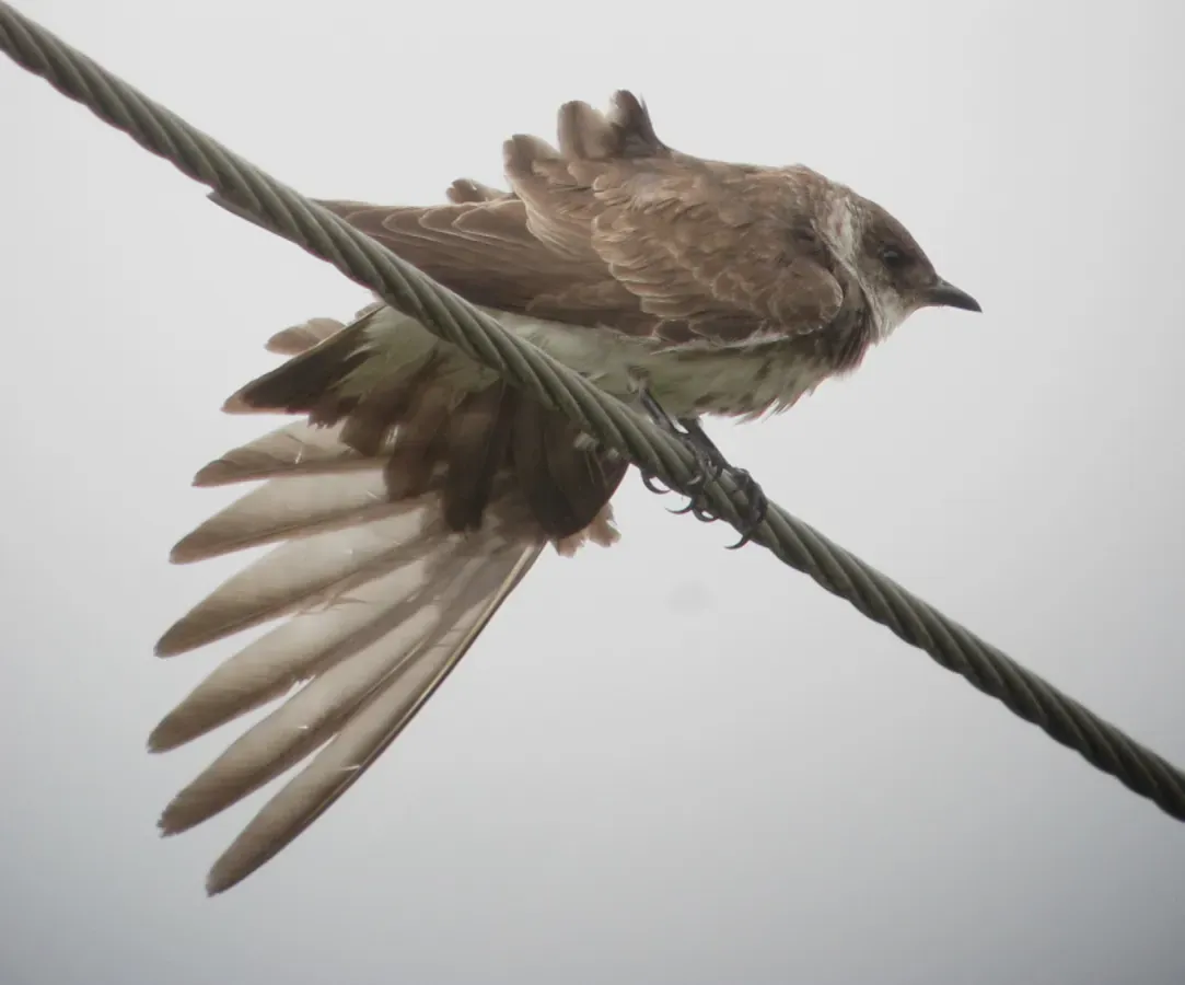 File:Progne tapera Golondrina sabanera Brown-chested Martin (8784278471).jpg