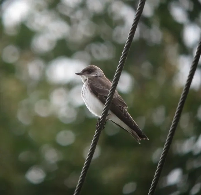 File:Progne tapera Golondrina sabanera Brown-chested Martin (8794855412).jpg