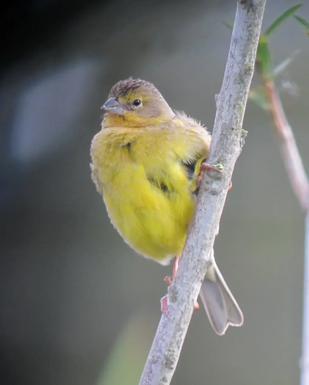 File:Sicalis luteola Canario sabanero Grassland Yellow-Finch (8743142618).jpg