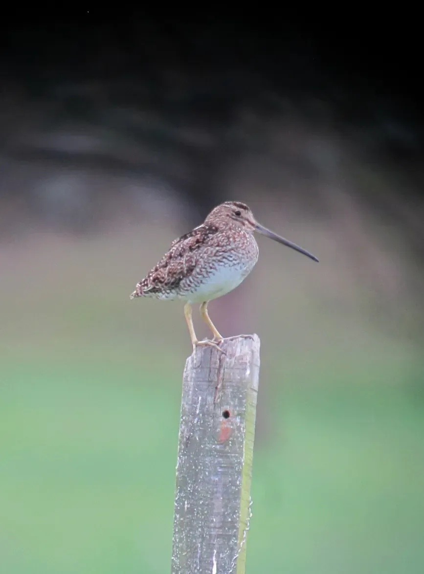 File:Gallinago nobilis Becasina paramuna Noble Snipe (8743053130).jpg