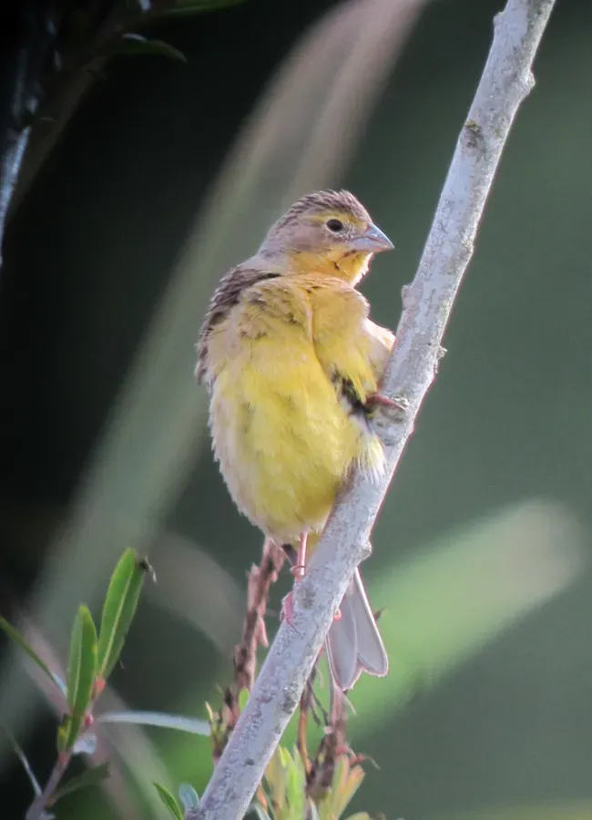 File:Sicalis luteola Canario sabanero Grassland Yellow-Finch (8741938181).jpg