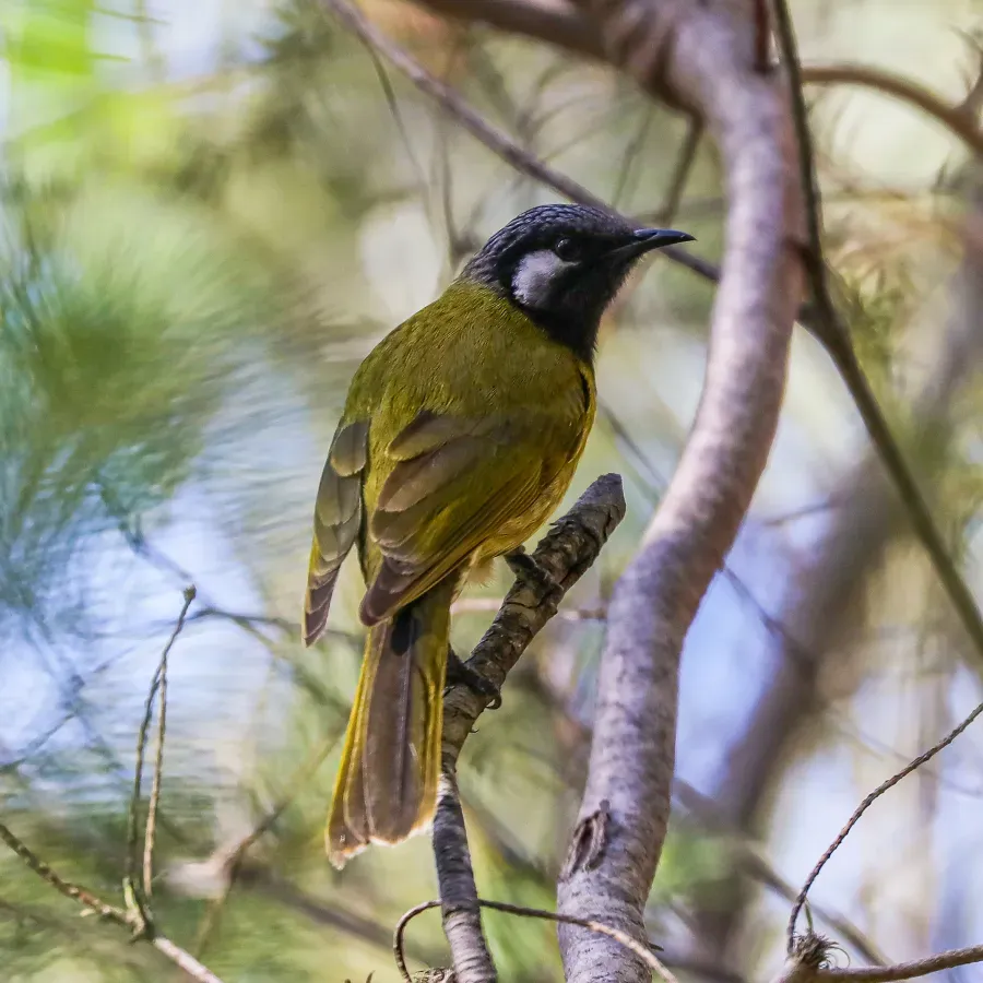 File:White-eared honeyeater (Nesoptilotis leucotis), Royal National Park NSW Aug 2021.jpg