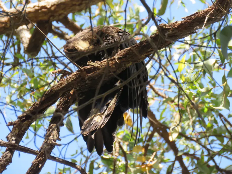 File:Baudin's black cockatoo (Zanda baudinii) at Lane Poole Reserve, January 2022 09.jpg