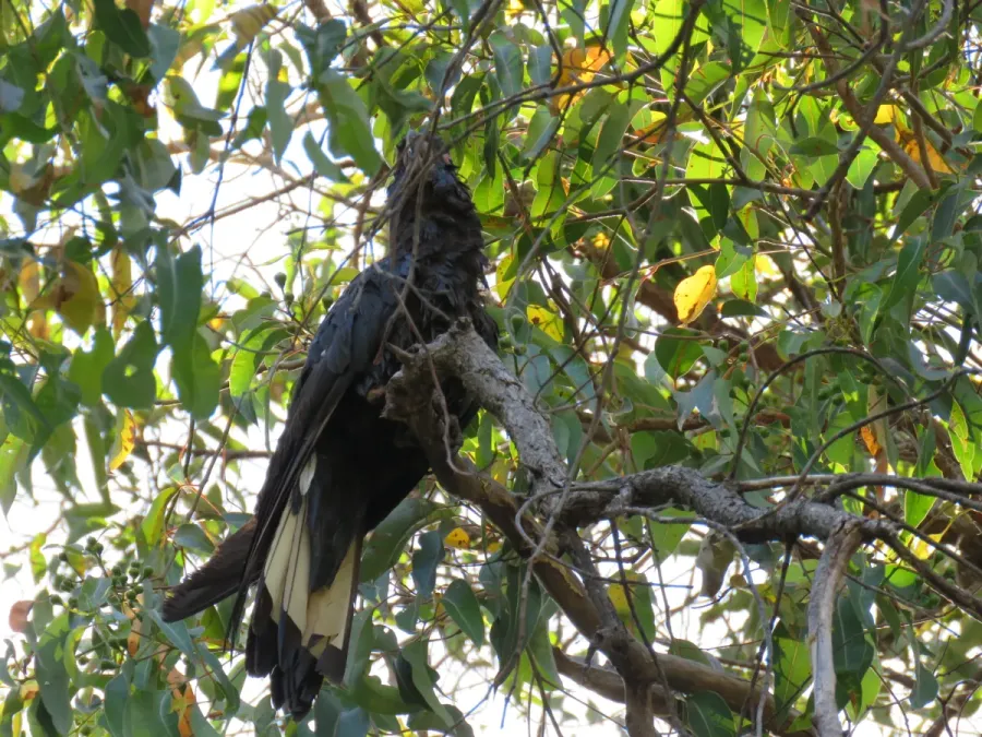 File:Baudin's black cockatoo (Zanda baudinii) at Lane Poole Reserve, January 2022 16.jpg
