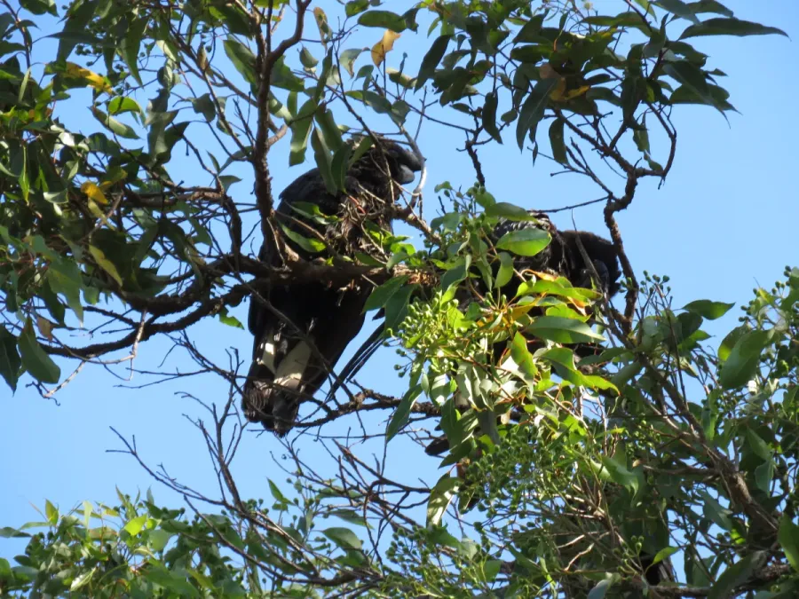 File:Baudin's black cockatoo (Zanda baudinii) at Lane Poole Reserve, January 2022 24.jpg
