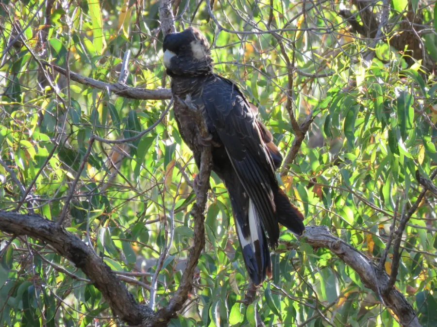 File:Baudin's black cockatoo (Zanda baudinii) at Lane Poole Reserve, January 2022 28.jpg